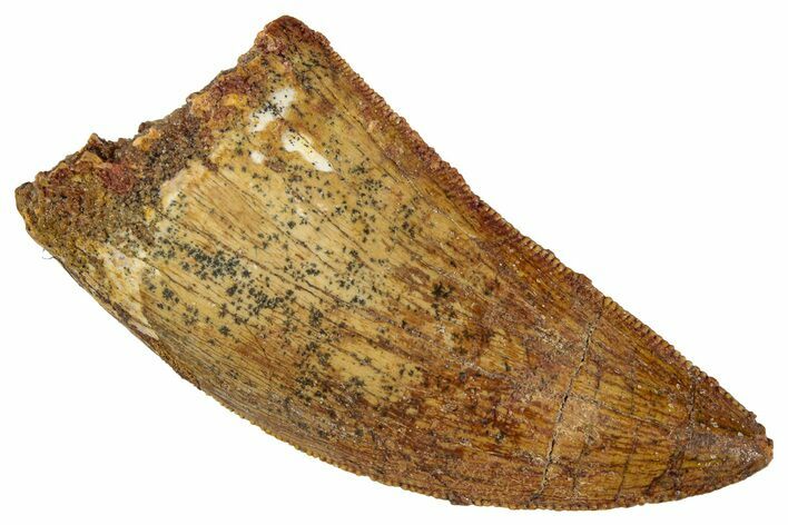 Serrated, Carcharodontosaurus Tooth - Real Dinosaur Tooth #267751